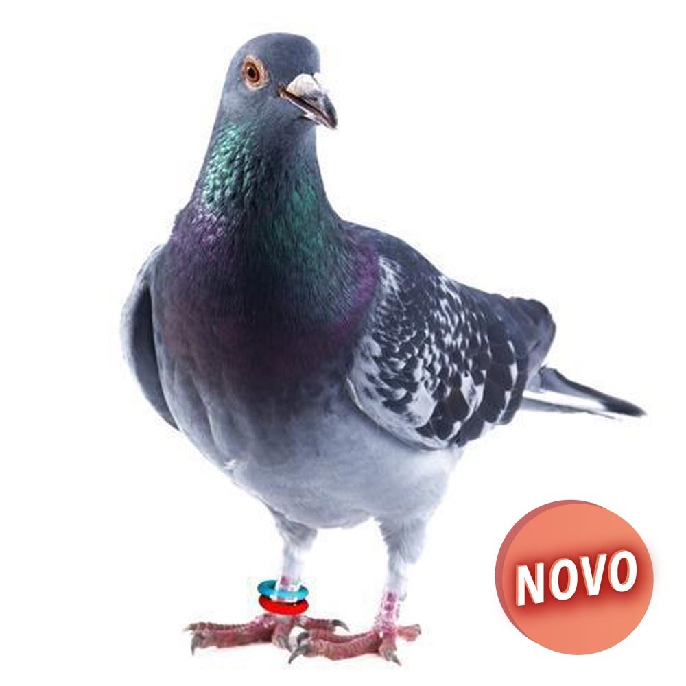 "KIT" INICIAL ANILHAS ELÁSTICAS PARA POMBOS