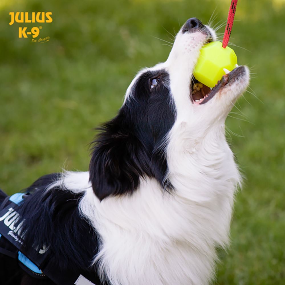 BOLA "JULIUS K-9" FLUORESCENTE COM CORDA