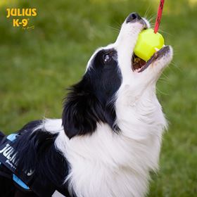 BOLA "JULIUS K-9" FLUORESCENTE COM CORDA