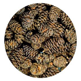 ALDER CONES (50 UNIDADES)