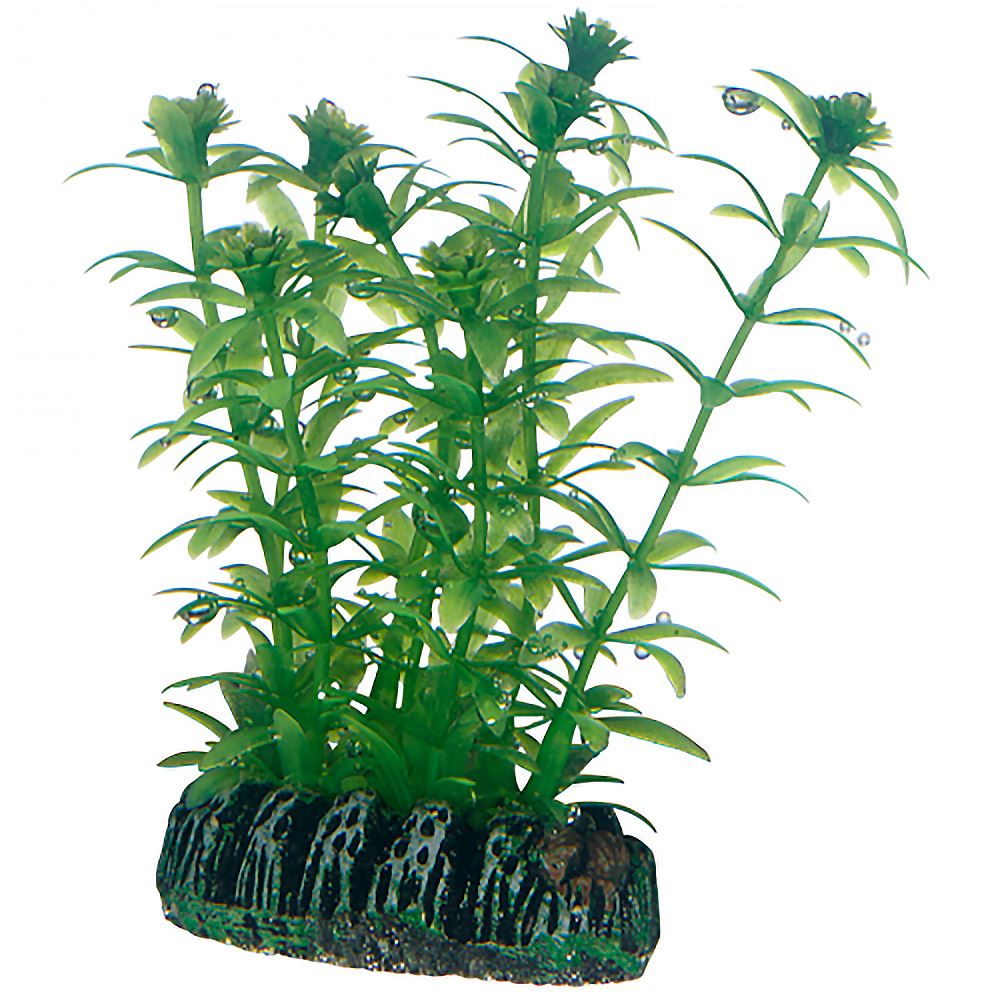 PLANTAS SET 3 (KIT 6 PLANTAS)