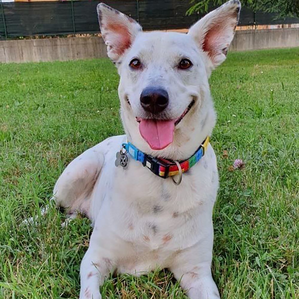 MAX & MOLLY - COLEIRA COM ID TAG "PLAYTIME"