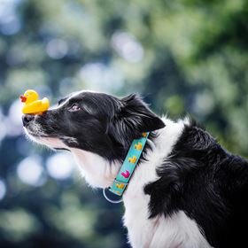 MAX & MOLLY - COLEIRA COM ID TAG "DUCKLINGS"