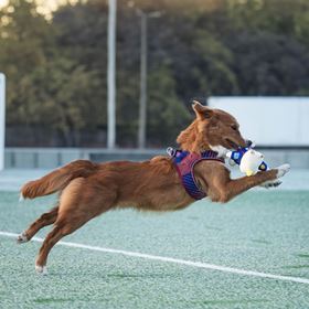 MAX & MOLLY - RINOCERONTE "FC BARCELONA" EM PELUCIA