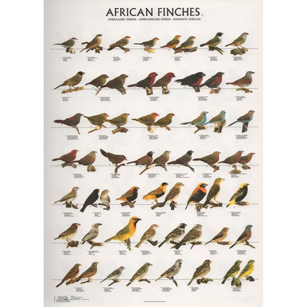 POSTER DIAMANTES AFRICANOS 1