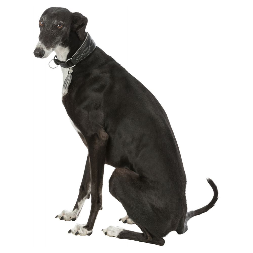 COLEIRA EM PELE "ACTIVE COMFORT" PARA GALGO