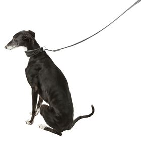 COLEIRA EM PELE "ACTIVE COMFORT" PARA GALGO