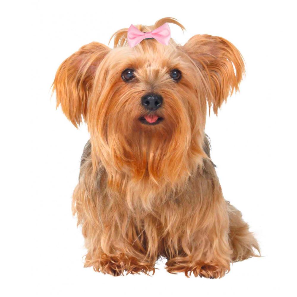 GANCHOS PARA "YORKSHIRE TERRIER" (10 UNIDADES)