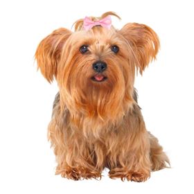 GANCHOS PARA "YORKSHIRE TERRIER" (10 UNIDADES)