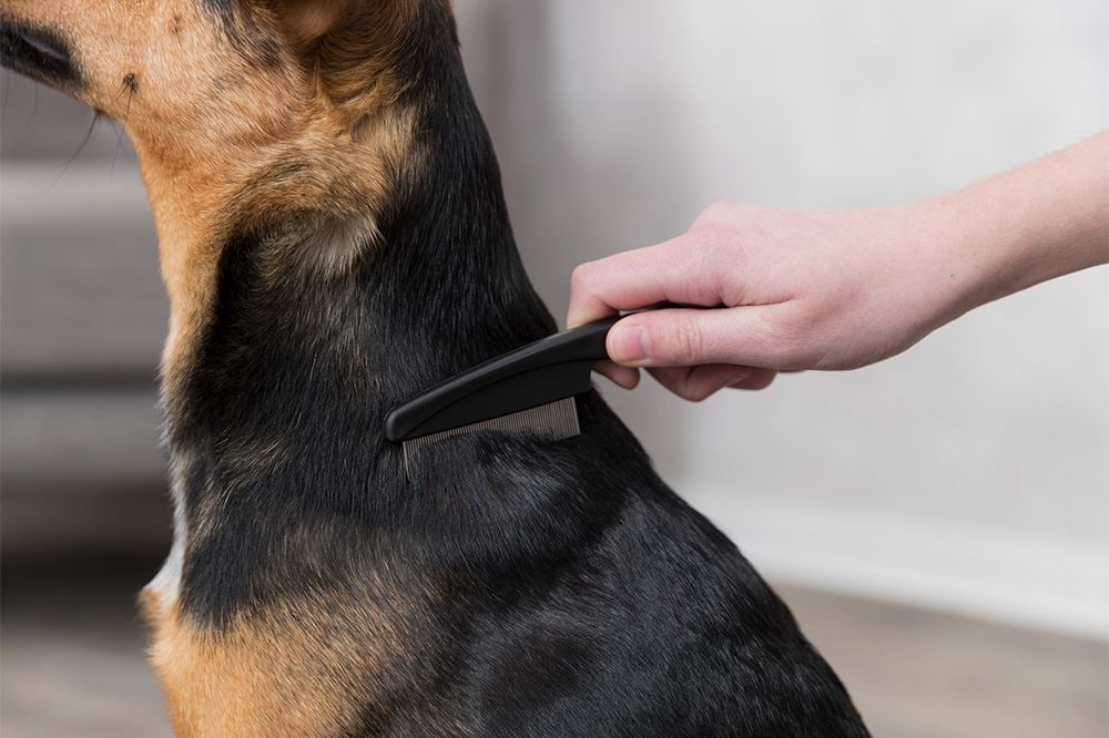 PENTE PARA RETIRAR PULGAS E PÓ PARA GATOS E CÃES PEQUENOS