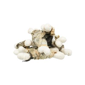 PREMIO - FISHIES (PEIXE BRANCO)