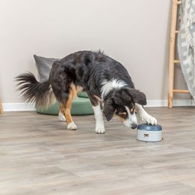 JOGO "BUZZER" PARA CÃES