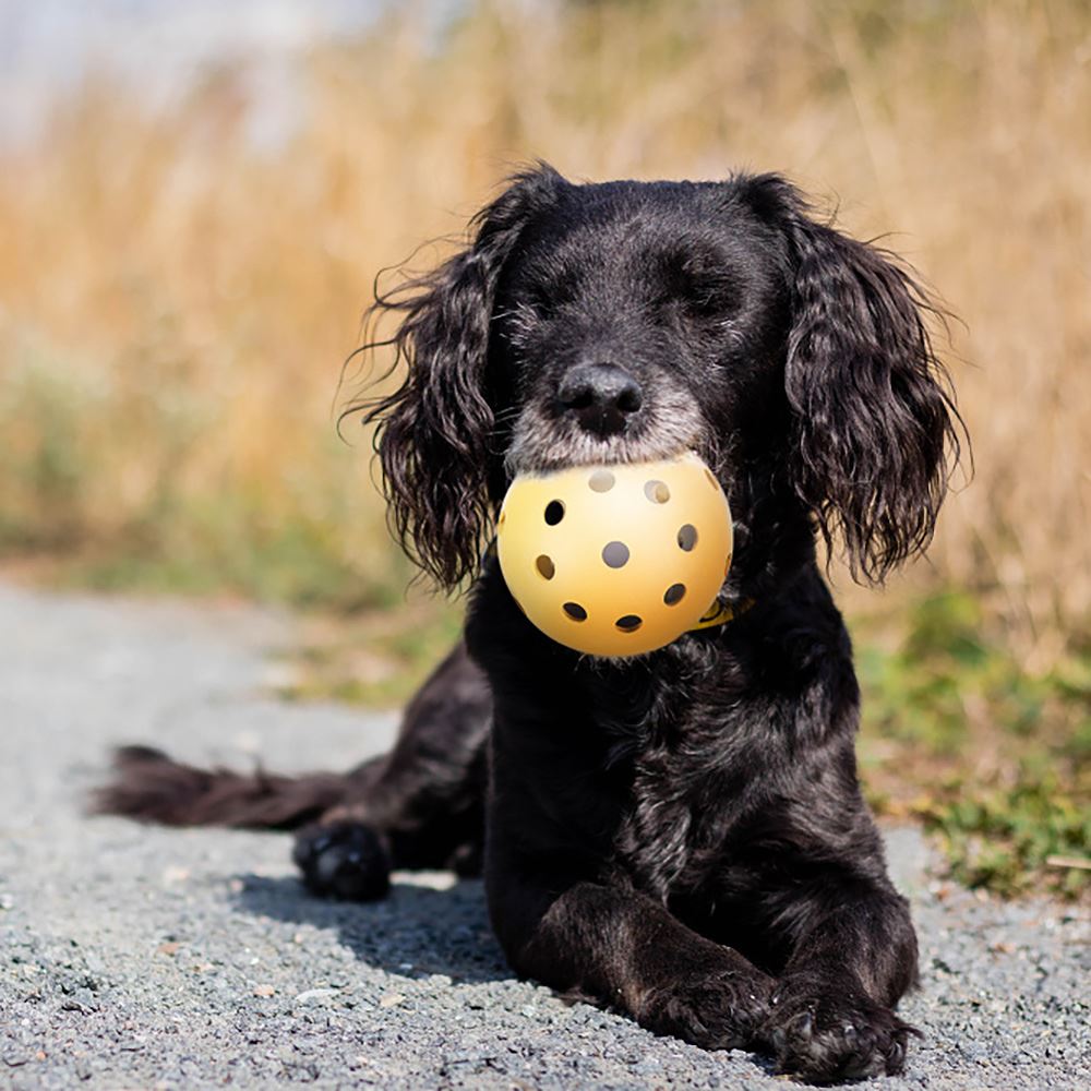 BOLA PARA CÃES INVISUAIS