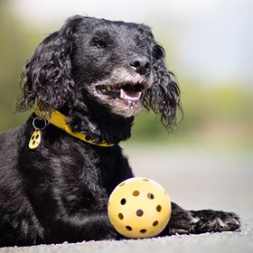 BOLA PARA CÃES INVISUAIS