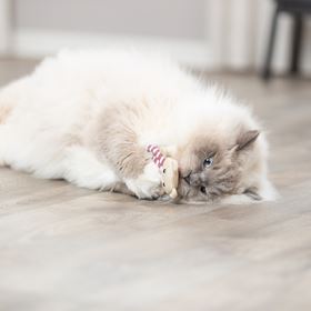 URSO EM POLIÉSTER COM CATNIP