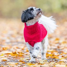 CAMISOLA "NORWOOD" PARA CÃES