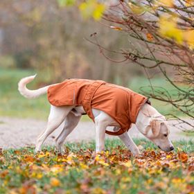 CAPA "CITYSTYLE DUBLIN" PARA CÃES