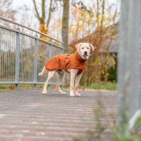 CAPA "CITYSTYLE DUBLIN" PARA CÃES