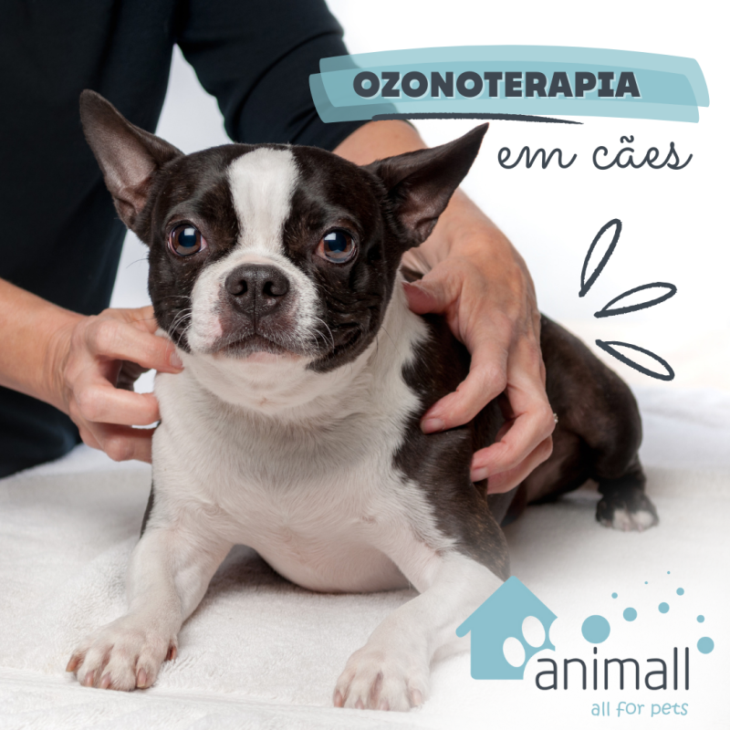 Ozonoterapia nos Cães