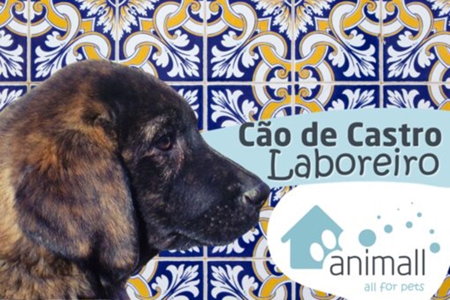 Raças Portuguesas: Cão de Castro Laboreiro