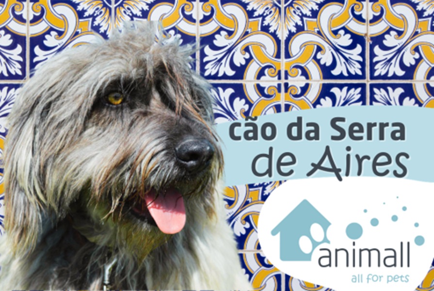 Raças Portuguesas: Cão da Serra de Aires