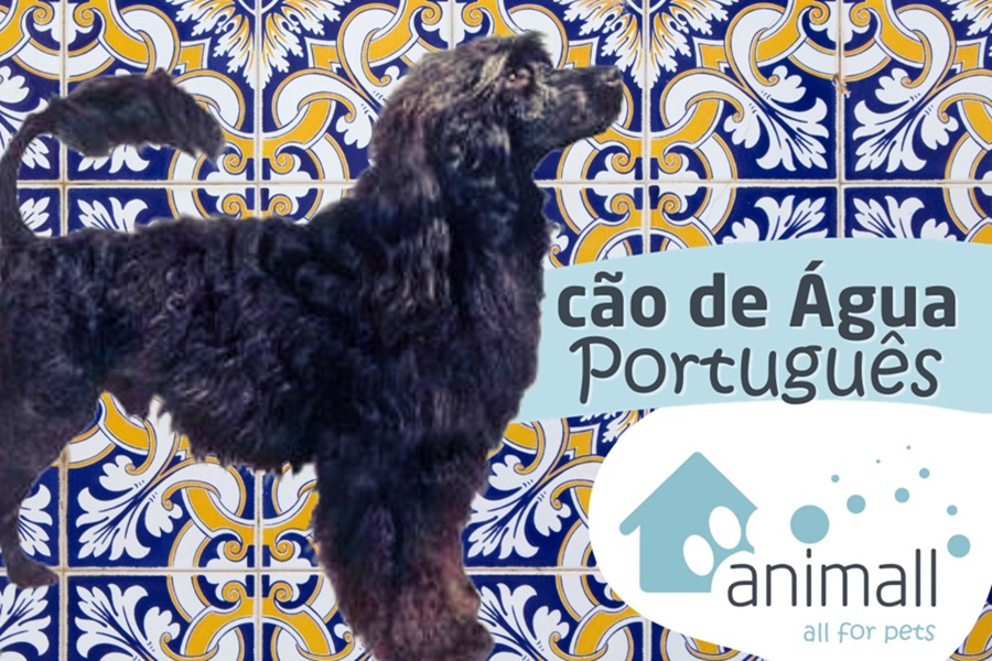 Raças Portuguesas: Cão de Água Português